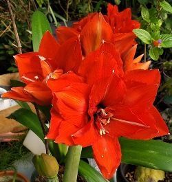Celica Amaryllis (Double Red-Orange), Hippeastrum 'Celica'